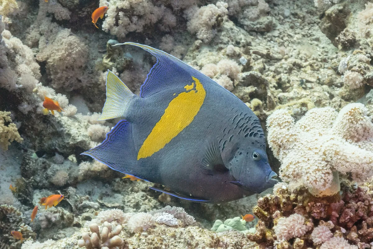 Isla de Benidorm, buceo