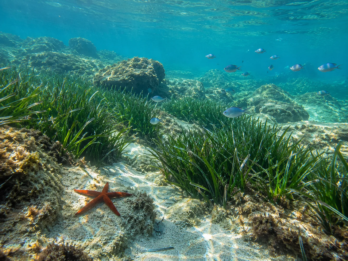 Buceo en las costas españolas