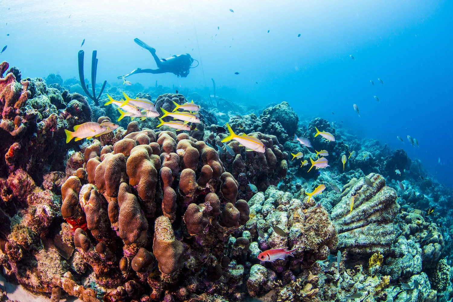 Bonaire, Caribe