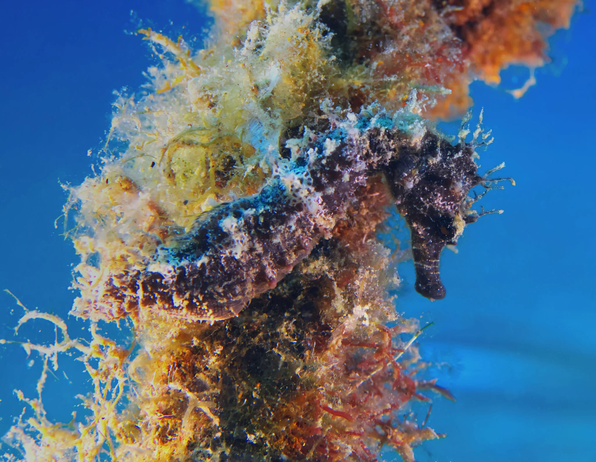 Buceo en Valencia