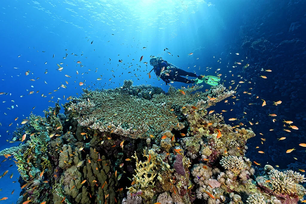 Arrecife de coral del Mar Rojo en Sharm el-Sheikh
