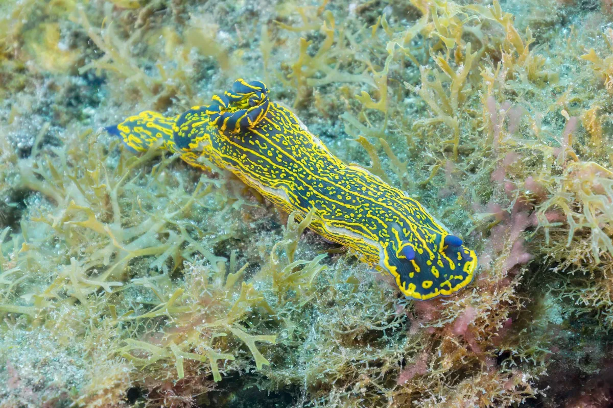 La Herradura, punto de buceo en El Hierro