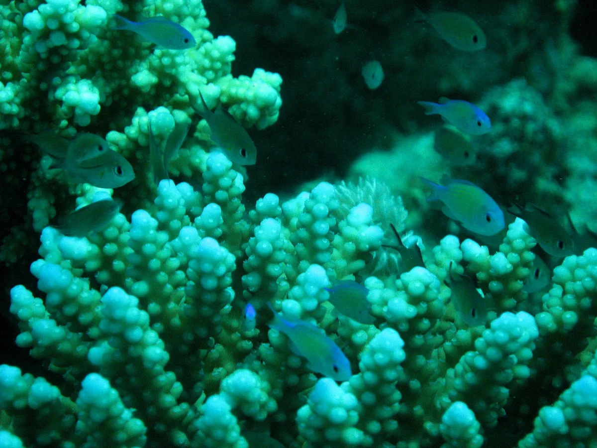 Arrecife de Ras Mohammed, Sharm el-Sheikh